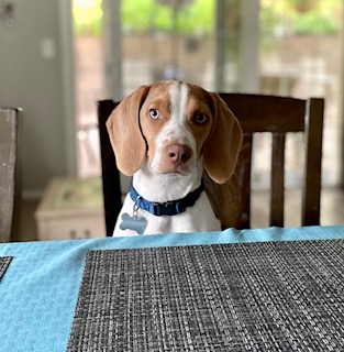 Toby at the table.
